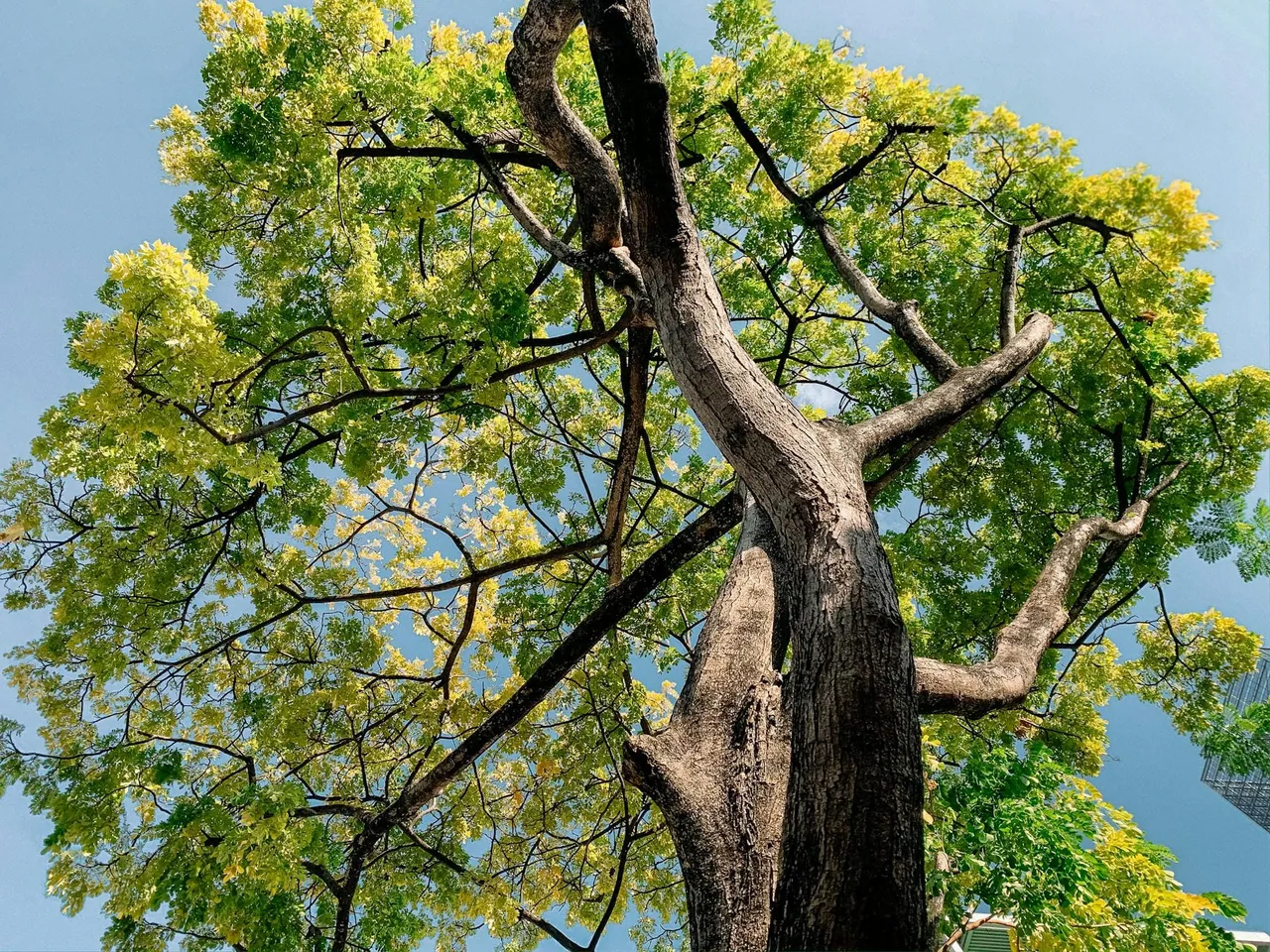 Arbol del Coaching