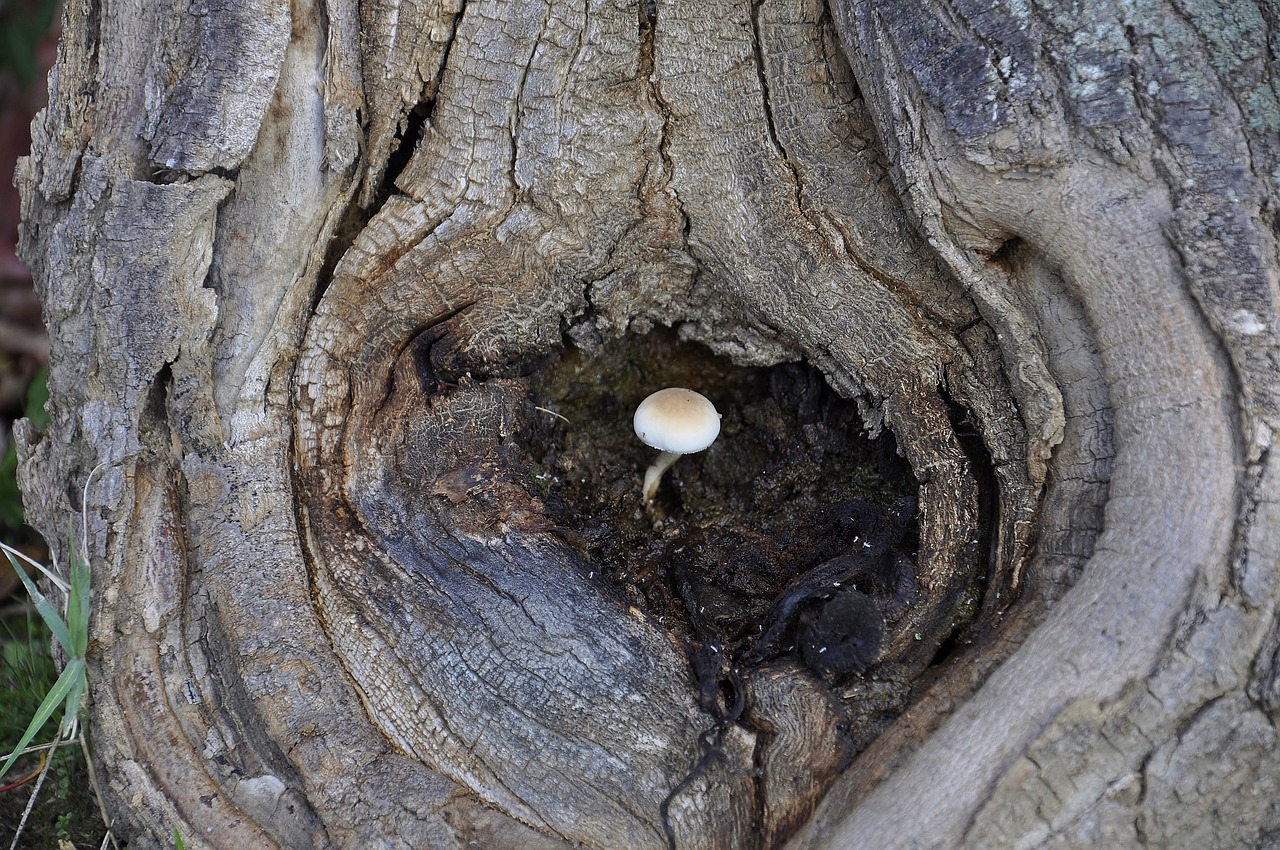 Resiliencia en Tiempos de Cambio